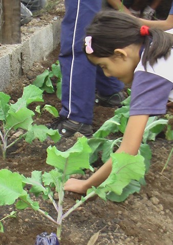 ONG Verde - Programa de Educação Ambiental
