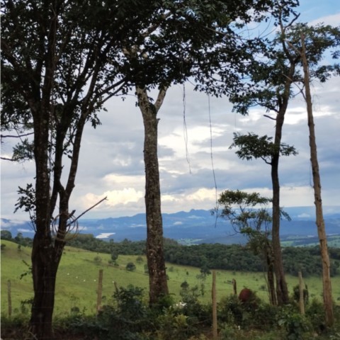 Janela da Mata: Mirante de Observação, Educação e Reconexão com a Natureza