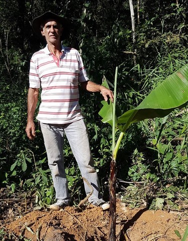 ONG Verde faz plantios de árvores nativas e de mudas frutíferas
