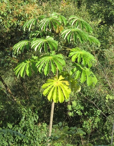 ONG Verde faz plantios de árvores nativas e de mudas frutíferas